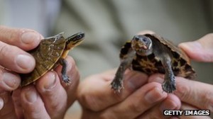 endangered turtles